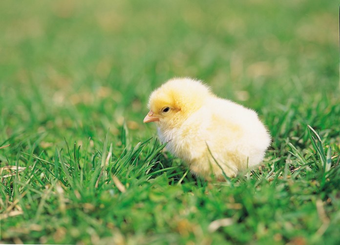 Chick (image courtesy of Serif)