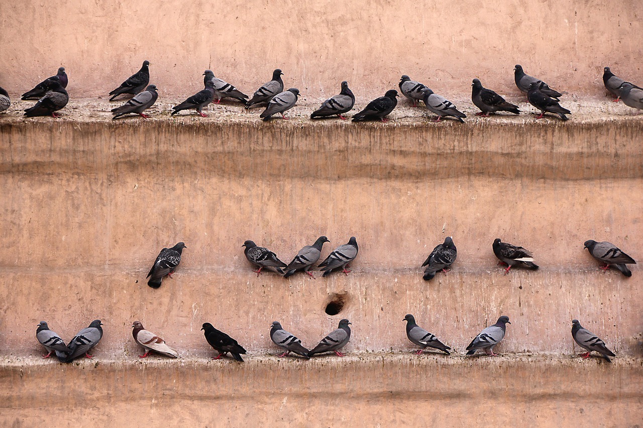 Flock of Pigeons