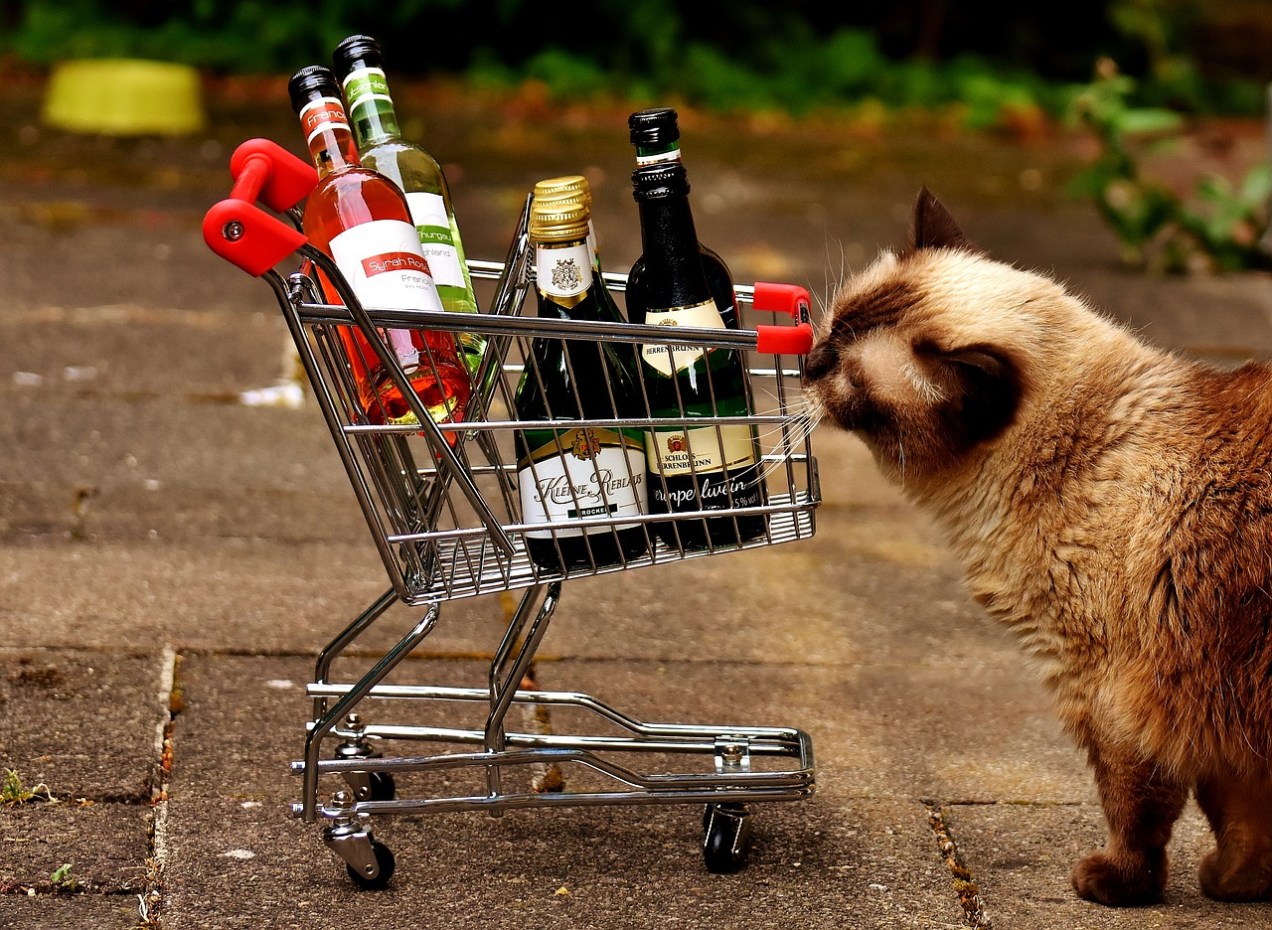 Shopping Cart & Grumpy Cat